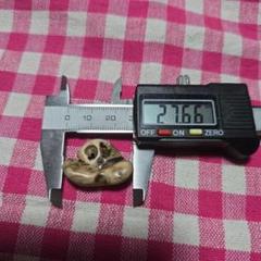 イルカの耳骨【大きさ2.8㎝】 イルカの耳骨【大きさ2.8㎝】