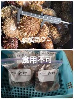 2025年最新】釣り餌 冷凍ガンガゼの人気アイテム - メルカリ