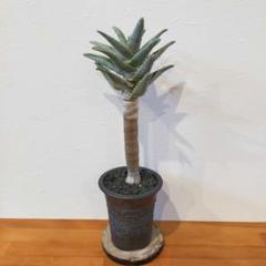 Premium Line】 Aloe pillansii / アロエ ピランシー【発根済】