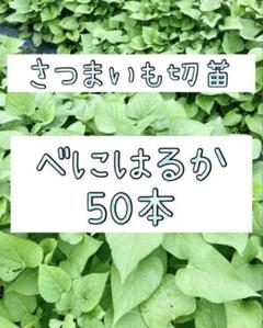2025年最新】さつまいも苗 ハロウィンスイートの人気アイテム