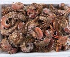 2025年最新】冷凍ヤドカリ 釣り餌の人気アイテム - メルカリ