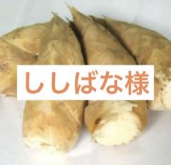 きーちゃん様　京都山城産　朝掘り筍4kgクール便 京都府山城産 朝掘りたけのこ／4kg | 西井米穀店 やましろもん