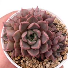 かなり大株⭐︎ 赤鬼　おらいさん苗　札付き　メルカリ便　多肉植物　エケベリア 多肉植物 oriミックスベリア No.011 赤鬼 おらいさん苗 送料無料