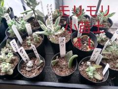 多肉植物の土 小苗専用土4リットル 天然石ゼオライトのオマケ付き