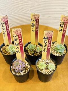 2025年最新】モルゲンロート おらいさんの人気アイテム - メルカリ