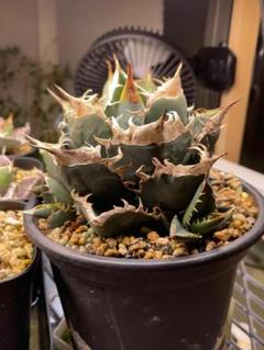 2025年最新】agave sadの人気アイテム - メルカリ