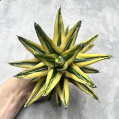 ま*ぽ様 多肉植物・アガベ・氷山・笹の雪の黄覆輪・鮮明な黄色斑の中斑種 親株出品 多肉植物 アガベ 氷山 笹の雪の黄覆輪 黄色斑の中斑種 美株