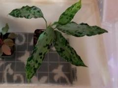 専用　アグラオネマ　B Aglaonema pictum “しるば〜らいん” Aceh, Sumatera, LA11