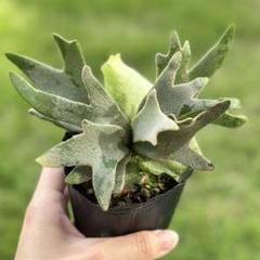 P.willinckii 'Jade Girl' spore 1239 - メルカリ