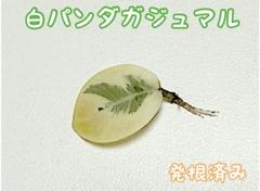 ガジュマルさん(元祖白パンダ創設) の出品した商品 - メルカリ