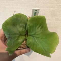 SALE中【胞子培養株】ビカクシダ リドレイ 板付け 17 ビカクシダ リドレイ 17 板をつけかえました。 | ビザール