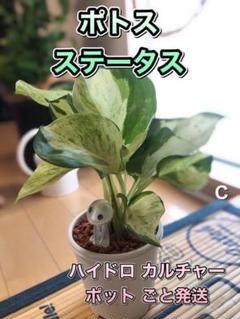 セラミスグラニュー 7 5の中古 未使用品を探そう メルカリ セラミスグラニュー 7 5の中古 未使用品を探そう メルカリ