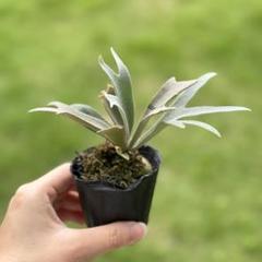 ビカクシダ P.willinckii 'Jenny' TC From Yuan - メルカリ