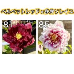2025年最新】ソレイユ クリスマスローズの人気アイテム - メルカリ