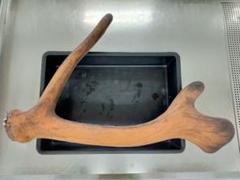 鹿茸　袋角　エゾシカ 袋角のエゾシカ | NPO法人サロベツ・エコ・ネットワーク