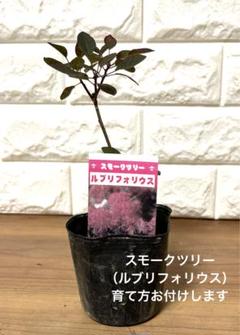 スモークツリー　ルブリフォリウス　8号寸　高さ鉢底から約110cm程度 お1人様1点限り】 ルブリフォリウス スモークツリー 8号寸 高さ
