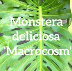 a*i様 【超希少】Monstera deliciosa'Macrocosm'マ a*i様 【超希少】Monstera deliciosa'Macrocosm'マ - メルカリ
