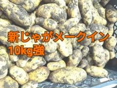 【愛媛県久万高原産】老舗農家自慢の新じゃがいも(メークイン)10kg強