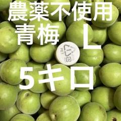 農薬不使用 【鶯宿梅】青梅 梅 サイズ約L 5キロ 徳島県産