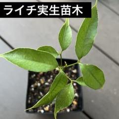2025年最新】熱帯果樹苗木の人気アイテム - メルカリ
