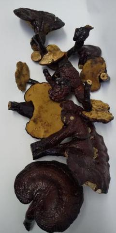霊芝 天然物