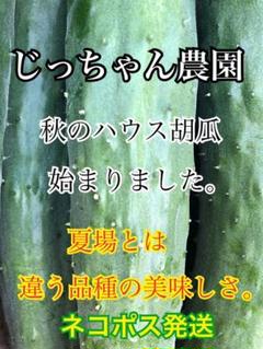 胡瓜 きゅうり キュウリ 新鮮野菜 農家直送
