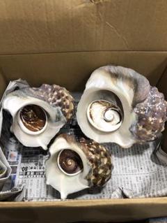 『kisyu〜』【夜光貝中セット3】沖縄県産夜光貝 沖縄県宮古島産 天然夜光貝【研磨加工済】17BU - SCIENCE