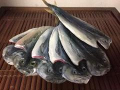干物 鯵 サンプル 6枚set 大 25cm×11cm 魚 干物屋ディスプレイ