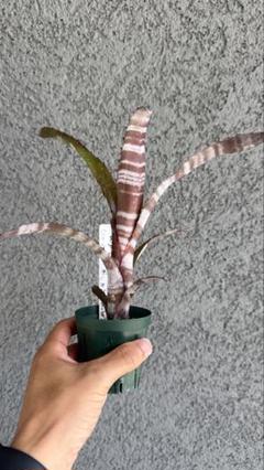 サム ビルベルギア ダースベイダー① 速達便 抜き苗 Amazon.co.jp: PLANCHU 観葉植物 ビルベルギア ダースベイダー 4