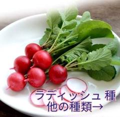 野菜種☆ラディッシュ☆変更→空芯菜 チンゲン菜 スイスチャード ほうれん草