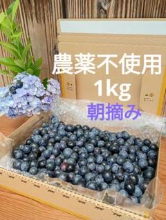 ☆令和7年 生ブルーベリー☆農薬不使用 3㌔ くだものだもの 楽天市場】送料無料 栽培期間中 農薬・化学肥料不使用 冷凍