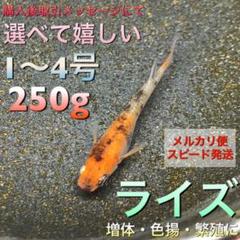 ライズ めだか 餌