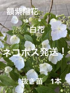 2025年最新】紫陽花の苗の人気アイテム - メルカリ