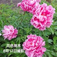 芍薬苗8株(球根のみ) - メルカリ