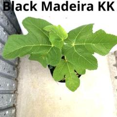 イチジクの良苗。Black Madeira KK - メルカリ