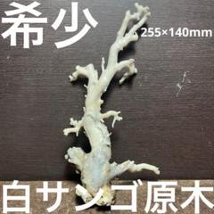 希少 美品 長崎県産 白サンゴ 原木 ルース 384g - メルカリ