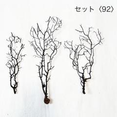 ウミウチワセット〈92〉