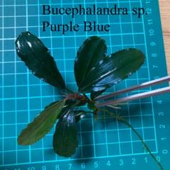 ブセファランドラ PurpleBlue パープルブルー 水上株 - メルカリ