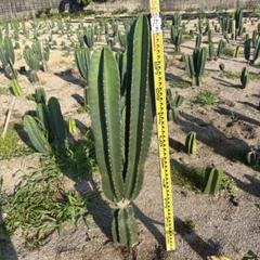 まとめ買いok 柱サボテン 鬼面角 2頭発根 サボテンブランチ