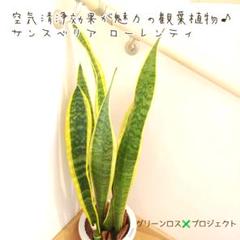 【B級品/初心者向け/鉢植え】空気清浄が魅力の観葉植物♪サンスベリア(トラノオ)
