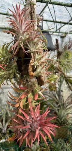 Tillandsia Vanhyningii Red Dragon 速達発送 - メルカリ