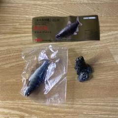 【未使用】YUJIN 原色 淡水魚図鑑Ⅰ 改訂版 ヤマメ × アメマス 未使用】YUJIN 原色 淡水魚図鑑Ⅰ 改訂版 ヤマメ × アメマス
