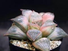 n*i様 多肉植物　ハオルチア　ブルーレンズオブツーサ錦　糊斑　超美品 多肉植物 ハオルチアブルーレンズオブツーサ錦の苗