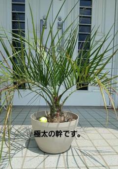 ココスヤシ 鉢下から80㎝強