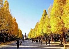 風景写真　並木道の風景　2L判写真20枚セットのサムネイル