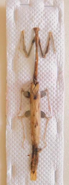 マレーシア産カレエダカマキリ 83mm