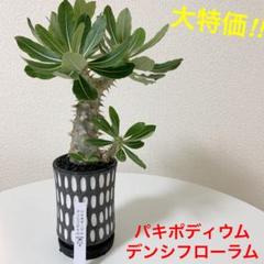 多頭株 パキポディウム デンシフローラム 特選株