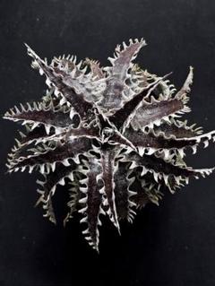 OTTOさん　 新品種　レア株　 Dyckia OTTO DBME-1 OTTOさん 新品種 レア株 Dyckia OTTO DBME-1 - メルカリ