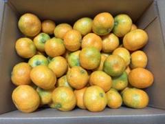 ハウスみかん 小玉のサムネイル