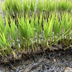 成苗ハッピーヒル苗100本 ハッピーヒルを陸稲で植えました。 - 無農薬・自然菜園（自然